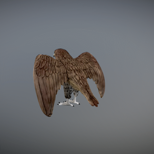 Modelo 3D de halcón imprimible en 3D - Image 4